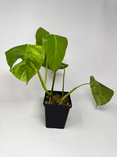 Load image into Gallery viewer, Monstera Deliciosa Aurea Variegated D