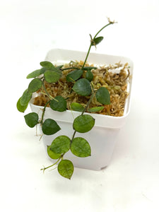 Dischidia Hirsuta