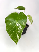 Load image into Gallery viewer, Monstera Deliciosa Albo Variegated J