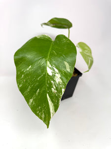 Monstera Deliciosa Albo Variegated J