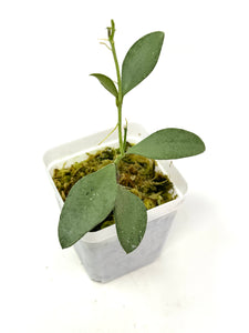 Hoya Nummularioides Silver