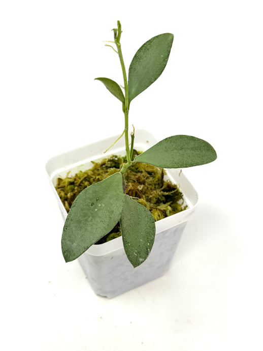 Hoya Nummularioides Silver