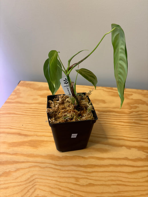 197. Philodendron Sharoniae