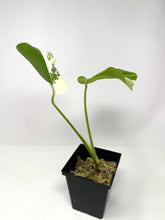 Load image into Gallery viewer, Monstera Deliciosa Albo Variegated L