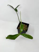 Load image into Gallery viewer, Philodendron 69686