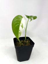 Load image into Gallery viewer, Monstera Deliciosa Albo Variegated P