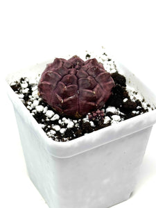 Gymnocalycium Mihanovichii ‘Day Dream’ (Ships within Canada only)