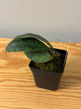 Load image into Gallery viewer, 168. Hoya Callistophylla