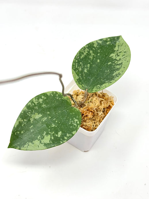 Hoya Glabra Silver A