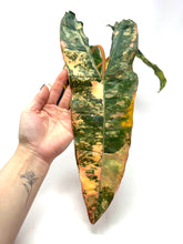 Load image into Gallery viewer, Philodendron Billietiae Variegated A