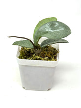 Load image into Gallery viewer, Hoya Carnosa ‘Grey Ghost’
