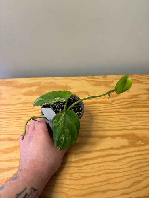 188. Scindapsus Jade Satin Variegated