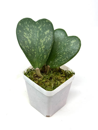 Hoya Kerrii Splash