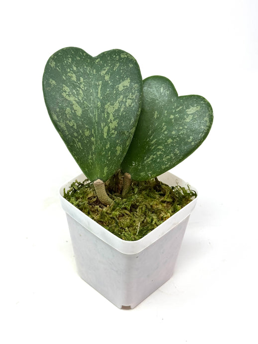 Hoya Kerrii Splash