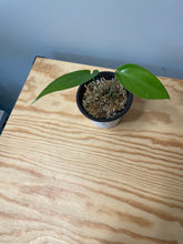 Load image into Gallery viewer, 203. Monstera Esqueleto (juvenile)