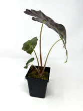 Load image into Gallery viewer, Alocasia Amazonica Variegated A