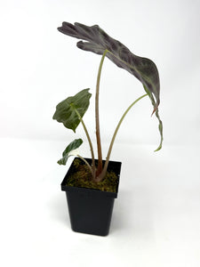 Alocasia Amazonica Variegated A