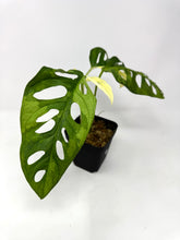 Load image into Gallery viewer, Monstera Adansonii Variegated B