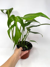 Load image into Gallery viewer, Monstera Burle Marx Flame (large size)