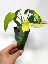 Load image into Gallery viewer, Philodendron Bipennifolium Violin Variegated H
