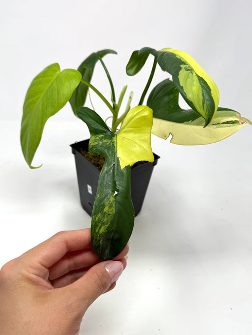 Philodendron Bipennifolium Violin Variegated H