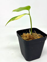 Load image into Gallery viewer, Monstera Deliciosa Aurea Variegated H