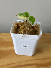 Load image into Gallery viewer, 161. Monstera Adansonii Albo Variegated