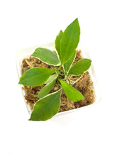 Load image into Gallery viewer, Hoya Heuschkeliana Margin Variegated