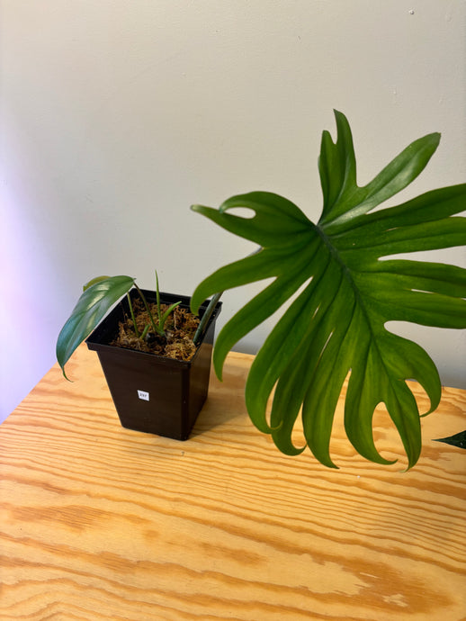 237. Philodendron Mayoi