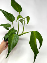 Load image into Gallery viewer, Monstera Burle Marx Flame (large size)