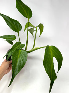 Monstera Burle Marx Flame (large size)