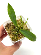 Load image into Gallery viewer, Hoya Darwinii Pink