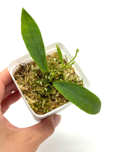 Hoya Darwinii Pink