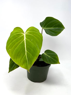 Philodendron Gloriosum