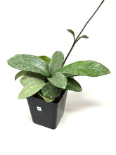 Load image into Gallery viewer, Hoya Carnosa ‘Argentea Princess’ M