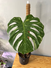 Load image into Gallery viewer, 185. Monstera Thai Constellation