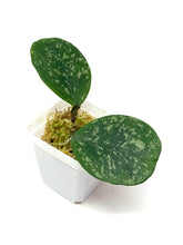 Load image into Gallery viewer, Hoya Obovata Splash