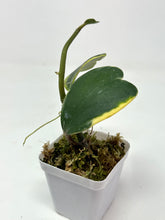 Load image into Gallery viewer, Hoya Kerrii Albo Variegated