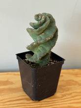Load image into Gallery viewer, 81. Cereus Forbesii cv. Spiralis &#39;Spiral Cactus&#39;