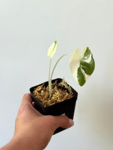 Load image into Gallery viewer, Alocasia Maccrorhiza Variegated E