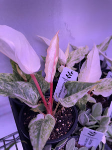 Anthurium Hookeri Variegated