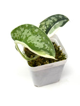 Load image into Gallery viewer, Scindapsus Mayari Variegated B