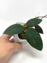 Load image into Gallery viewer, Hoya Caudata &#39;Sumatra&#39;