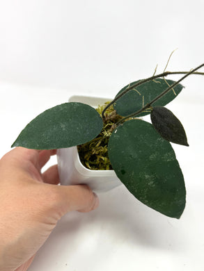 Hoya Caudata 'Sumatra'