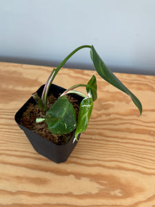 269. Philodendron White Princess