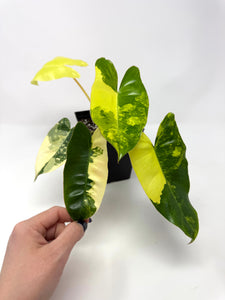 Philodendron Burle Marx Variegated