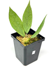 Load image into Gallery viewer, Hoya Germany Silver F