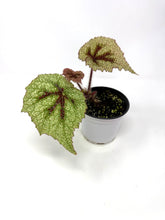 Load image into Gallery viewer, Begonia Masoniana &#39;Tricolor&#39;