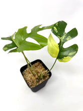 Load image into Gallery viewer, Rhaphidophora Tetrasperma Variegated