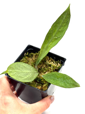 Hoya Germany Silver A